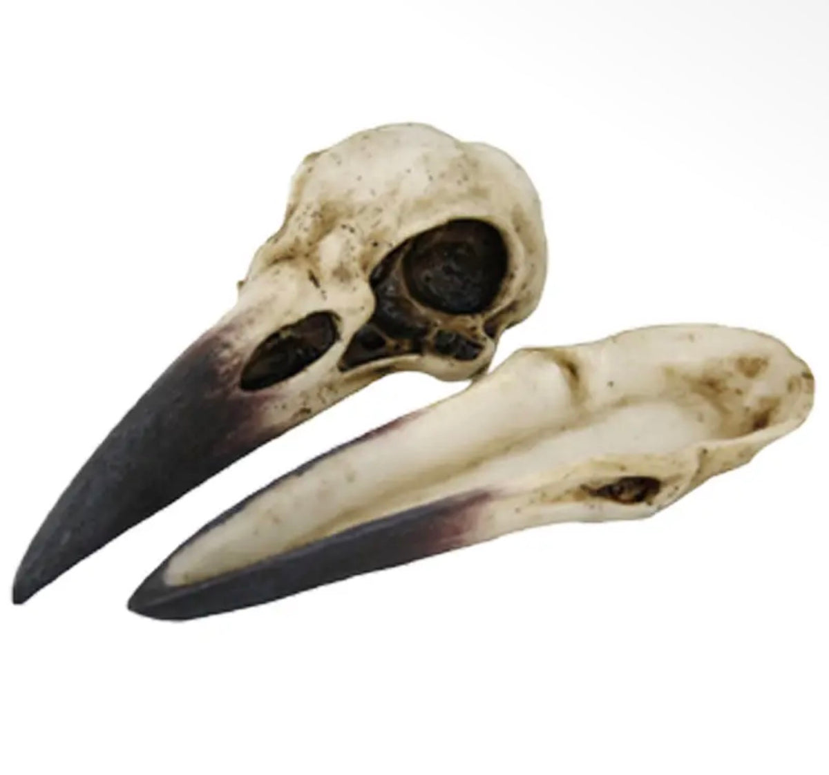 Raven Skull Box